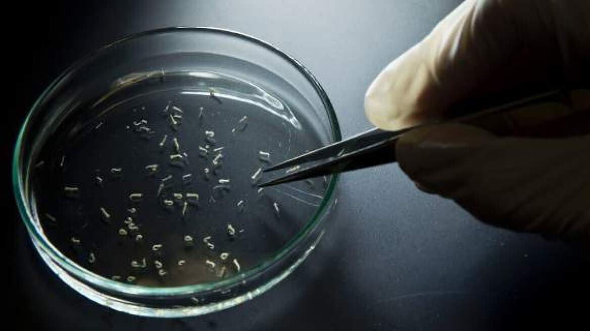 Οι Βρετανοί θα ψεκάζουν τα αεροσκάφη με εντομοκτόνα λόγω Ζίκα